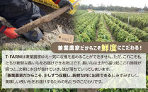 【ご自宅用】鳥取特産品　砂丘ながいも（カット）3kg【家庭用&nbsp;長芋&nbsp;芋&nbsp;いも&nbsp;とろろ&nbsp;鳥取県産&nbsp;北栄町&nbsp;新鮮&nbsp;おすすめ&nbsp;人気&nbsp;鳥取県産】