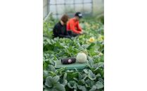 796.【青肉系メロン】ペルルメロン×２玉（1玉2kg前後×2玉） ※離島への配送不可 