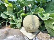 784.【先行予約】青肉メロンの新星「クレセントメロン」※2025年７月中旬より順次発送