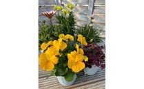 809.季節のマイガーデン・スターターセット　※離島への配送不可