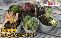 おすすめ 810.多肉植物コレクションセット ※離島への配送不可