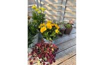 811.季節のガーデン＆グリーンセット　※離島への配送不可