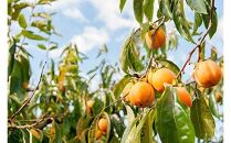 916.種なし「ひと口干し柿」の4袋セット