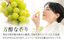 915.【先行予約】シャインマスカット&nbsp;訳あり&nbsp;家庭用&nbsp;鳥取砂丘地産&nbsp;1.4kg（350g×4パック）&nbsp;※離島への配送不可&nbsp;※2026年8月下旬～10月下旬頃に順次発送予定&nbsp;｜&nbsp;シャインマスカット&nbsp;マスカット&nbsp;オアシスプレミアムシャイン&nbsp;葡萄&nbsp;ブドウ&nbsp;ぶどう&nbsp;産地直送&nbsp;フルーツ&nbsp;果物&nbsp;甘い&nbsp;鳥取県&nbsp;北栄町&nbsp;おすすめ&nbsp;人気