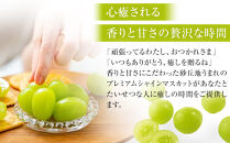 915.【先行予約】シャインマスカット&nbsp;訳あり&nbsp;家庭用&nbsp;鳥取砂丘地産&nbsp;1.4kg（350g×4パック）&nbsp;※離島への配送不可&nbsp;※2026年8月下旬～10月下旬頃に順次発送予定&nbsp;｜&nbsp;シャインマスカット&nbsp;マスカット&nbsp;オアシスプレミアムシャイン&nbsp;葡萄&nbsp;ブドウ&nbsp;ぶどう&nbsp;産地直送&nbsp;フルーツ&nbsp;果物&nbsp;甘い&nbsp;鳥取県&nbsp;北栄町&nbsp;おすすめ&nbsp;人気