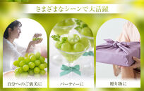 915.【先行予約】シャインマスカット&nbsp;訳あり&nbsp;家庭用&nbsp;鳥取砂丘地産&nbsp;1.4kg（350g×4パック）&nbsp;※離島への配送不可&nbsp;※2026年8月下旬～10月下旬頃に順次発送予定&nbsp;｜&nbsp;シャインマスカット&nbsp;マスカット&nbsp;オアシスプレミアムシャイン&nbsp;葡萄&nbsp;ブドウ&nbsp;ぶどう&nbsp;産地直送&nbsp;フルーツ&nbsp;果物&nbsp;甘い&nbsp;鳥取県&nbsp;北栄町&nbsp;おすすめ&nbsp;人気