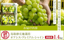 915.【先行予約】シャインマスカット&nbsp;訳あり&nbsp;家庭用&nbsp;鳥取砂丘地産&nbsp;1.4kg（350g×4パック）&nbsp;※離島への配送不可&nbsp;※2026年8月下旬～10月下旬頃に順次発送予定&nbsp;｜&nbsp;シャインマスカット&nbsp;マスカット&nbsp;オアシスプレミアムシャイン&nbsp;葡萄&nbsp;ブドウ&nbsp;ぶどう&nbsp;産地直送&nbsp;フルーツ&nbsp;果物&nbsp;甘い&nbsp;鳥取県&nbsp;北栄町&nbsp;おすすめ&nbsp;人気