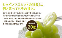 955.【訳あり】シャインマスカット（350ｇ前後）と旬の梨（5玉）セット※8月下旬頃～9月中旬頃に順次発送【先行予約&nbsp;シャインマスカット&nbsp;マスカット&nbsp;葡萄&nbsp;ぶどう&nbsp;梨&nbsp;なし&nbsp;果物&nbsp;フルーツ&nbsp;くだもの&nbsp;鳥取県&nbsp;北栄町&nbsp;おすすめ&nbsp;人気&nbsp;送料無料】