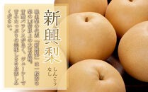 【訳あり】新興梨&nbsp;4kg（4～16玉前後）※2026年10月上旬～11月下旬頃に順次発送予定【先行予約&nbsp;梨&nbsp;なし&nbsp;果物&nbsp;フルーツ&nbsp;くだもの&nbsp;鳥取県&nbsp;北栄町&nbsp;おすすめ&nbsp;人気&nbsp;送料無料】