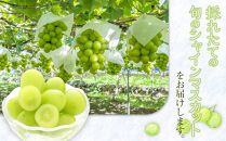 【訳あり】シャインマスカット&nbsp;350g前後×4パック&nbsp;※2026年8月下旬頃～9月下旬頃に順次発送予定【先行予約&nbsp;シャインマスカット&nbsp;マスカット&nbsp;葡萄&nbsp;ぶどう&nbsp;果物&nbsp;フルーツ&nbsp;くだもの&nbsp;鳥取県&nbsp;北栄町&nbsp;おすすめ&nbsp;人気&nbsp;送料無料】