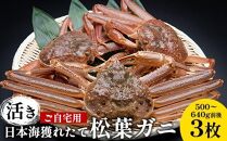 111.【先行予約】【活き】訳あり ご自宅用 日本海獲れたて 松葉ガニ　500～640g前後　3枚◇ ≪かに カニ 蟹 ズワイガニ≫　※2025年11月上旬～2026年3月上旬頃に順次発送予定