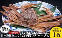 113.【先行予約】【活き】訳あり ご自宅用 日本海獲れたて 松葉ガニ 大　800～940g前後　1枚◇ ≪かに カニ 蟹 ズワイガニ≫　※2025年11月上旬～2026年3月上旬頃に順次発送予定