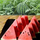 243.【先行予約】スイカM 2玉 5kg以上2玉 ※5月下旬～8月中旬頃に順次発送予定（こちらの返礼品は、大栄西瓜ではありません）【西瓜 スイカ 果物 フルーツ くだもの 鳥取県 北栄町 おすすめ 人気 送料無料】