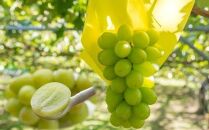 270.【先行予約】シャインマスカット(種無し)&nbsp;1kg前後&nbsp;※2026年8月下旬～9月下旬頃に順次発送予定【&nbsp;シャインマスカット&nbsp;マスカット&nbsp;葡萄&nbsp;ぶどう&nbsp;果物&nbsp;フルーツ&nbsp;くだもの&nbsp;鳥取県&nbsp;北栄町&nbsp;おすすめ&nbsp;人気&nbsp;送料無料】