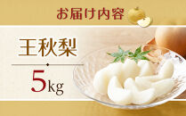 【先行予約】王秋梨&nbsp;5kg前後（5～16玉前後）※2026年10月下旬～12月上旬頃に順次発送予定【先行予約&nbsp;梨&nbsp;なし&nbsp;果物&nbsp;フルーツ&nbsp;くだもの&nbsp;鳥取県&nbsp;北栄町&nbsp;おすすめ&nbsp;人気&nbsp;送料無料】