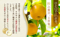 【先行予約】王秋梨&nbsp;5kg前後（5～16玉前後）※2026年10月下旬～12月上旬頃に順次発送予定【先行予約&nbsp;梨&nbsp;なし&nbsp;果物&nbsp;フルーツ&nbsp;くだもの&nbsp;鳥取県&nbsp;北栄町&nbsp;おすすめ&nbsp;人気&nbsp;送料無料】