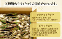 生ラッキョウ　計4kg（ラクダラッキョウ×2kg　玉ラッキョウ×2kg）　※2026年5月下旬～7月上旬頃に順次発送予定【らっきょう&nbsp;らっきょ&nbsp;ラッキョ&nbsp;生らっきょう&nbsp;ラクダラッキョウ&nbsp;ラクダらっきょう&nbsp;玉らっきょう&nbsp;詰合せ&nbsp;ご飯&nbsp;カレー&nbsp;鳥取県産&nbsp;北栄町&nbsp;おすすめ&nbsp;人気】