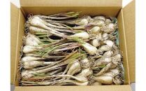 生ラッキョウ　計4kg（ラクダラッキョウ×2kg　玉ラッキョウ×2kg）　※2026年5月下旬～7月上旬頃に順次発送予定【らっきょう&nbsp;らっきょ&nbsp;ラッキョ&nbsp;生らっきょう&nbsp;ラクダラッキョウ&nbsp;ラクダらっきょう&nbsp;玉らっきょう&nbsp;詰合せ&nbsp;ご飯&nbsp;カレー&nbsp;鳥取県産&nbsp;北栄町&nbsp;おすすめ&nbsp;人気】