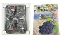 737.【先行予約】【ＪＡ】　ピオーネ（種なし）赤秀2kg箱（3～5房入）　※着日指定不可　※離島への配送不可　※2026年8月初旬頃～8月下旬頃に順次発送予定【ぶどう&nbsp;ブドウ&nbsp;葡萄&nbsp;ピオーネ&nbsp;赤秀&nbsp;フルーツ&nbsp;果物&nbsp;鳥取県&nbsp;北栄町&nbsp;おすすめ&nbsp;人気】