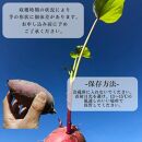 生芋(紅はるか) 5kg（サイズS～L混合）