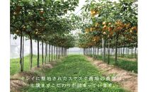 秋甘泉 秀品 2.5kg箱【スクスク農場】