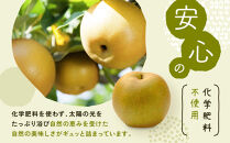 新甘泉梨&nbsp;3kg箱(約6～10玉)