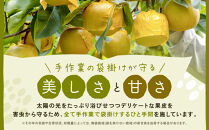 新甘泉梨&nbsp;3kg箱(約6～10玉)
