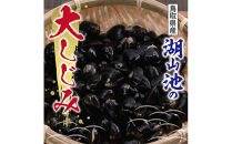 湖山池の大しじみ