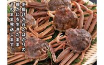 鳥取県産&nbsp;活親がに&nbsp;大(訳あり)【中村商店】