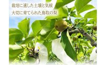 王秋梨 5kg 鳥取県産【フォーシーズン】