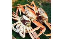 ※受付停止※セコガニ 訳あり (茹で) 大 3枚セット 鳥取県産【フォーシーズン】