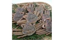 ※受付停止※セコガニ 訳あり (茹で) 8枚セット 鳥取県産【フォーシーズン】