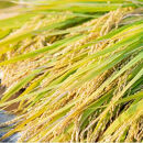 令和7年産 備前乙女米 20kg ( 白米 10kg + 玄米10kg）お米 精米 玄米 ライス 乳酸菌栽培 岡山県 石原果樹園