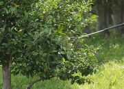 電池式噴霧器&nbsp;ツインノズルIR-4W