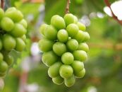 小豆島町フルーツ年3回定期便