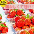 《限定4月発送》&nbsp;&nbsp;朝採り同日出荷&nbsp;いちご　御前崎産かおり野　2kg(250g×8パック)｜フルーツ&nbsp;果物&nbsp;くだもの&nbsp;果実&nbsp;おやつ&nbsp;デザート&nbsp;静岡