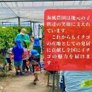 《限定4月発送》&nbsp;&nbsp;朝採り同日出荷&nbsp;いちご　御前崎産かおり野　2kg(250g×8パック)｜フルーツ&nbsp;果物&nbsp;くだもの&nbsp;果実&nbsp;おやつ&nbsp;デザート&nbsp;静岡