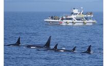 知床羅臼クルーズ　乗船チケット （夏季ホエールウォッチング4〜10月） （冬季流氷＆バードウォッチング2〜3月）1名様分