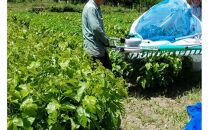 有機 桑の葉茶・有機 菊芋の葉茶 ノンカフェインセット