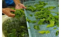 有機 桑の葉茶・有機 菊芋の葉茶 ノンカフェインセット