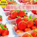 《限定4月発送》  朝採り同日出荷 イチゴ　御前崎産かおり野　訳あり徳用 1.3kg
