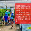 《限定4月発送》  朝採り同日出荷 イチゴ　御前崎産かおり野　訳あり徳用 1.3kg