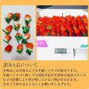 《限定4月発送》  朝採り同日出荷 イチゴ　御前崎産かおり野　訳あり徳用 1.3kg