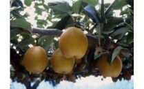 王秋梨&nbsp;5キロ【鳥取いなば農業協同組合】