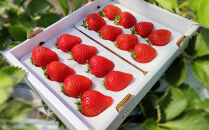 鳥取県新ブランド苺「とっておき」大粒詰め合わせ【苺工房たけうち】