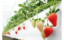 鳥取産苺「あきひめ」大粒詰め合わせ【苺工房たけうち】