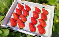 鳥取産苺「あきひめ」大粒詰め合わせ【苺工房たけうち】