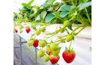 鳥取県新ブランド苺「とっておき」4パック詰合せ【苺工房たけうち】