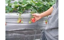 鳥取県新ブランド苺「とっておき」4パック詰合せ【苺工房たけうち】