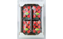 鳥取県新ブランド苺「とっておき」4パック詰合せ【苺工房たけうち】